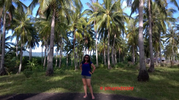 Amidst the towering cocos!