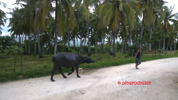 The carabao -- Philippine national animal